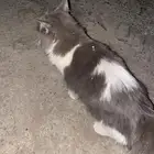 قطة مفقودة