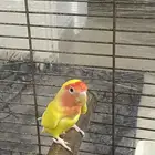 ببغاء انثى روز منتج