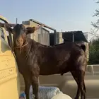 تيس فحل ادبس