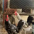 ديوك حقة مرق عدد ثلاثه