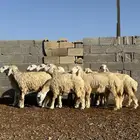 13 رخل طيبات مراح واحد