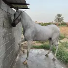 فرس
