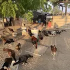 دجاج باكستاني للبيع كامل مشروع انتاج