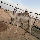 بكره على ولد سياف القودا