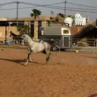 حصان