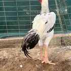 ذيك حجازي عمره ثمانية شهور فاخر من الاخر