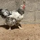 دجاج براهما دجاجتين وديك