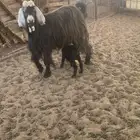 عنز عرضيه تتوم واحد مات وبقي تيس معها