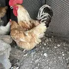 دجاج وديك تركي