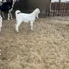 تيس مشروك