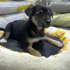 جراؤه جيرمن