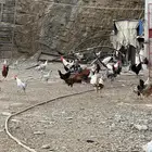دجاج