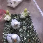 فروخ روز غر