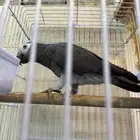 ببغاء غيني ( تمنه )