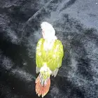 فرخ كنيور ينام على ظهره يقبل غر دبل رد فاكتور