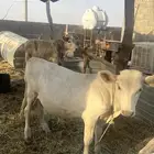 عدد. ( 2 ) عجول أعمارهن 10 أشهر طيبة تصلح فحول او ذبح