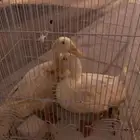 بط ذكر و انثئ