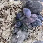 فروخ كويكر   لوري   درة