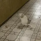 بس لتبني حي الحمدانبه