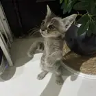 قط تبني صغير