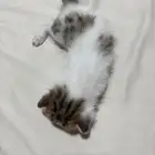 قطط للتبني