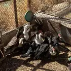 بط مسكوفي وشرشير