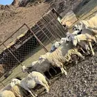 للبيع معزى وضأن مراح واحد