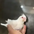 فرخ كروان البينو (تم البيع)