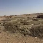 سماد غنم مجانا