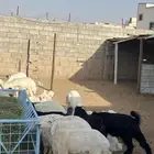 طليان ذبايح وتيوس