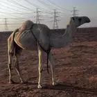 عشرا وضحاء تحتها قعود عمره 8 شهور