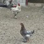 دجاج براهما فاخر