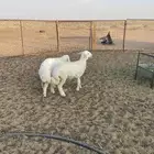 بهم حري