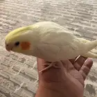 للبيع كروان عمره 4 شهور تقريبا  أليف بصحه جيده