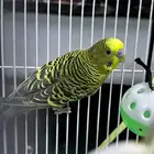جواز بادجي او طيور الحب