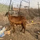 تم البيع الله يبارك لرعيها