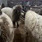 ذبايح نعيمي نجدي حري تيوس يوجد ذبح وتوصيل