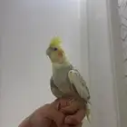 كروان للبيع