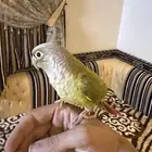 طير كونيور