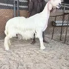 نجديه خصم