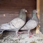 للبيع ثلاث اجواز زاجل الكاكي