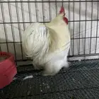 للبيع ديك كوشن