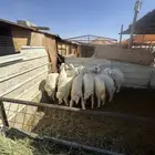 بهم حري