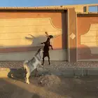 تيوس للبيع