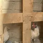 دجاج عربي قزم