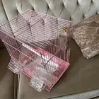 طير على شكل بغبغاء يقول صاحبه يبيض من غير ذكر أ