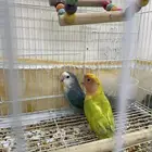 للبيع زوج روز