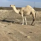 حايل سديس ماقد استالدت تلقح وتفيخ طول وارتفاع وكل مافيها طي