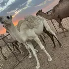 ثلاث قعدان مفاريد