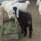 للبيع جفره جذع